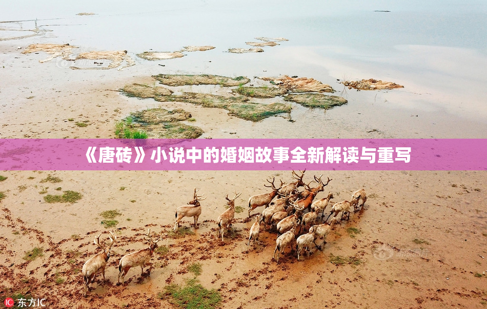 《唐砖》小说中的婚姻故事全新解读与重写