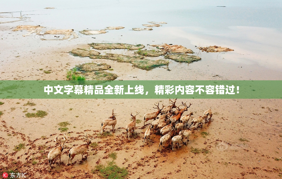 中文字幕精品全新上线，精彩内容不容错过！