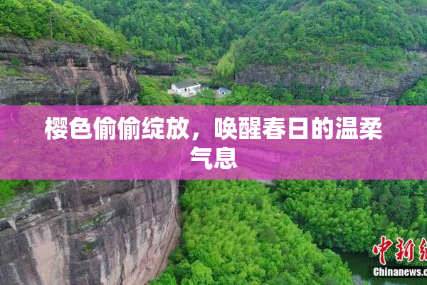 樱色偷偷绽放，唤醒春日的温柔气息