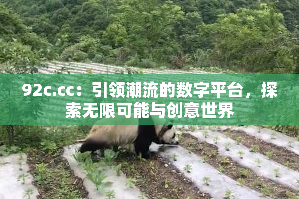 92c.cc：引领潮流的数字平台，探索无限可能与创意世界