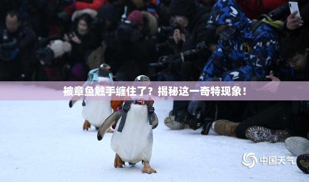 被章鱼触手缠住了？揭秘这一奇特现象！