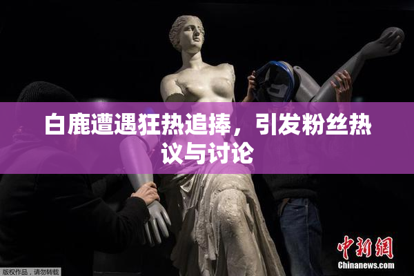 白鹿遭遇狂热追捧，引发粉丝热议与讨论