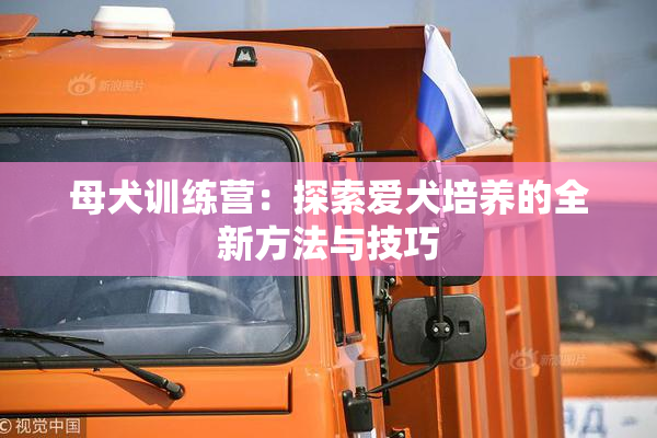 母犬训练营：探索爱犬培养的全新方法与技巧