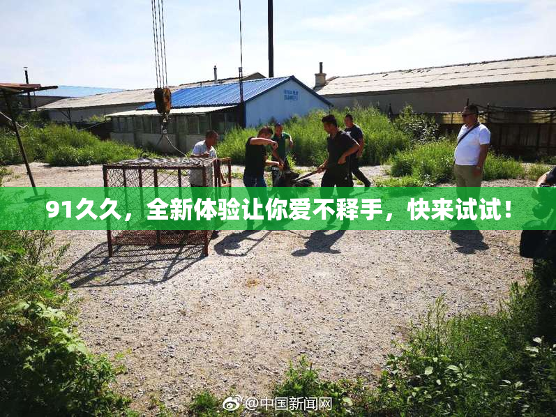 91久久，全新体验让你爱不释手，快来试试！