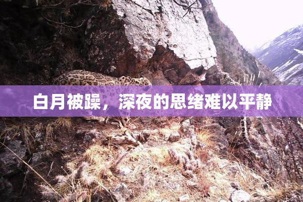 白月被躁，深夜的思绪难以平静