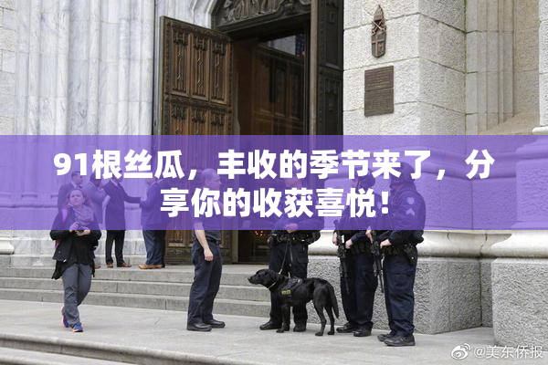 91根丝瓜，丰收的季节来了，分享你的收获喜悦！