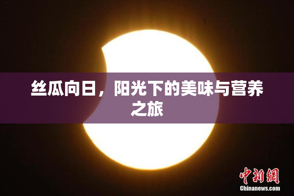 丝瓜向日，阳光下的美味与营养之旅