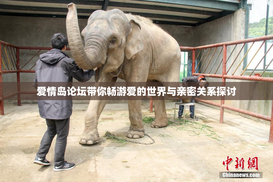 爱情岛论坛带你畅游爱的世界与亲密关系探讨