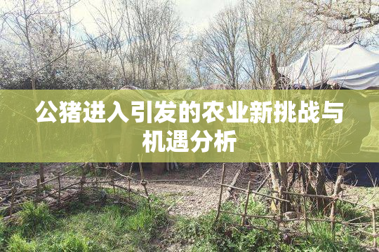公猪进入引发的农业新挑战与机遇分析