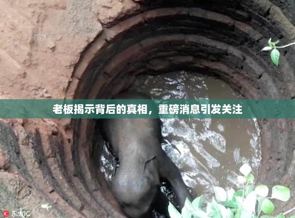 老板揭示背后的真相，重磅消息引发关注