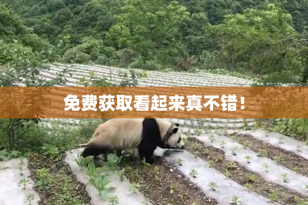 免费获取看起来真不错！
