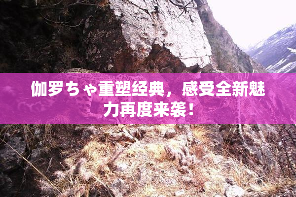 伽罗ちゃ重塑经典，感受全新魅力再度来袭！