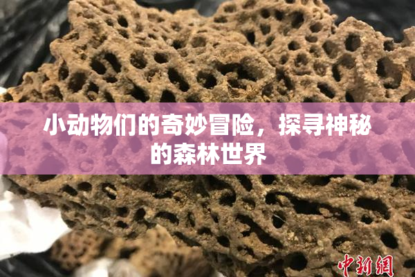 小动物们的奇妙冒险，探寻神秘的森林世界