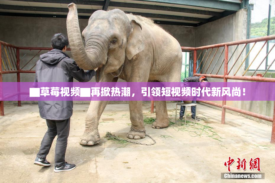 ▇草莓视频▇再掀热潮，引领短视频时代新风尚！