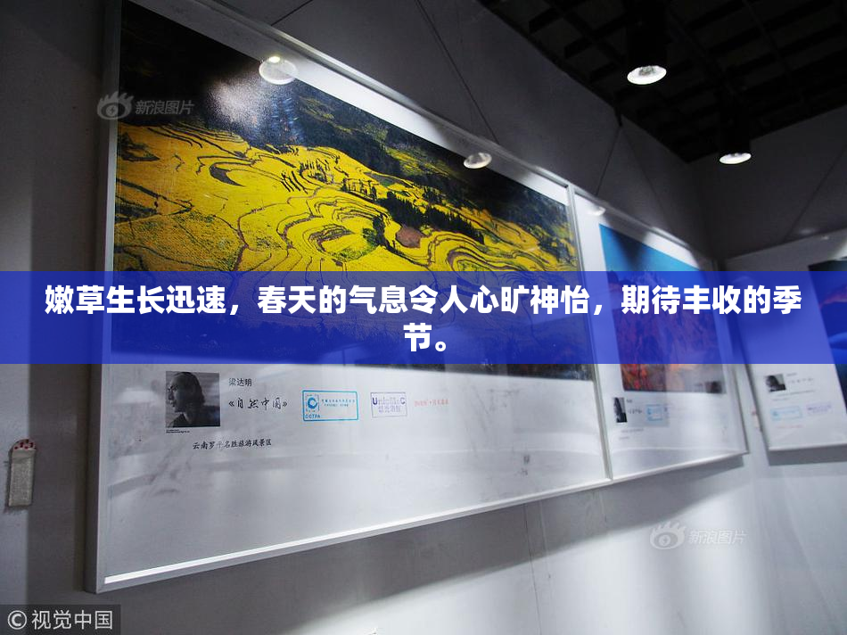 嫩草生长迅速，春天的气息令人心旷神怡，期待丰收的季节。