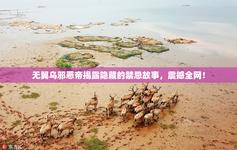 无翼乌邪恶帝揭露隐藏的禁忌故事，震撼全网！