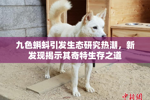 九色蝌蚪引发生态研究热潮，新发现揭示其奇特生存之道