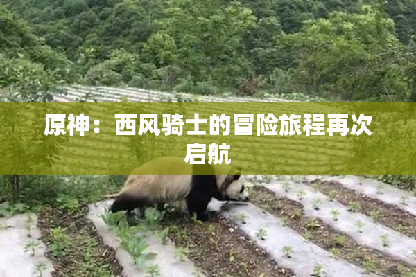原神：西风骑士的冒险旅程再次启航