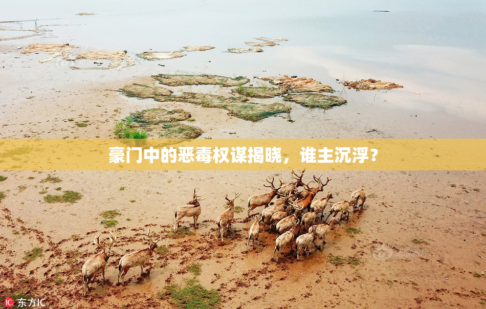 豪门中的恶毒权谋揭晓，谁主沉浮？