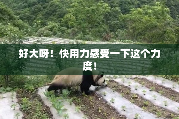 好大呀！快用力感受一下这个力度！