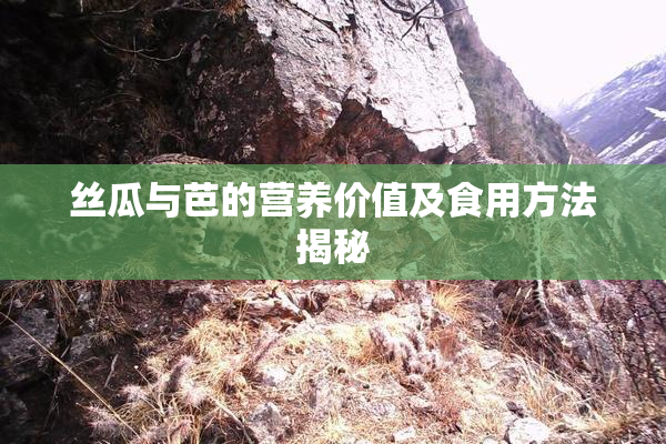 丝瓜与芭的营养价值及食用方法揭秘