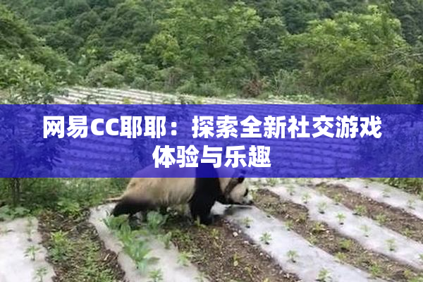 网易CC耶耶：探索全新社交游戏体验与乐趣