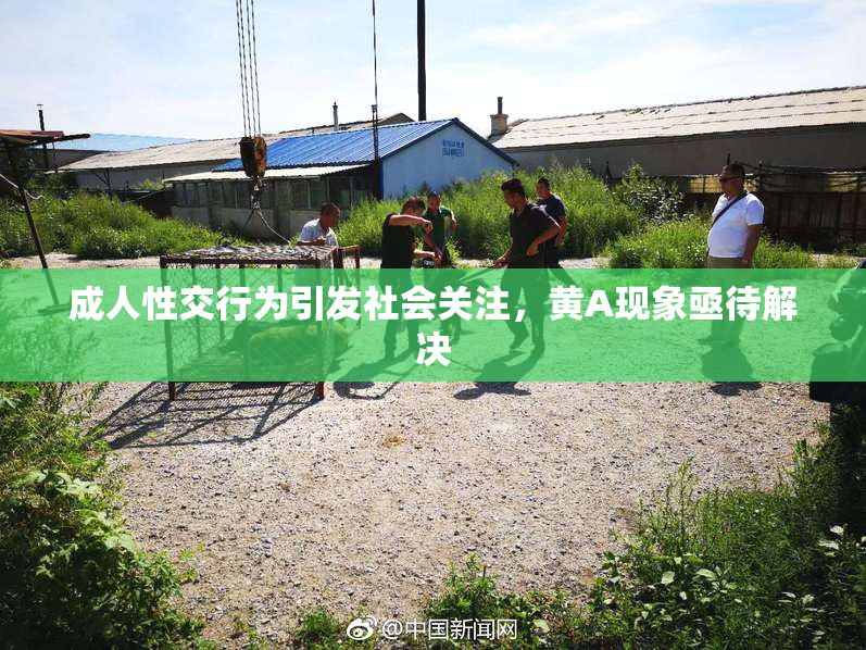 成人性交行为引发社会关注，黄A现象亟待解决