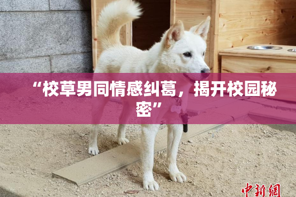 “校草男同情感纠葛，揭开校园秘密”