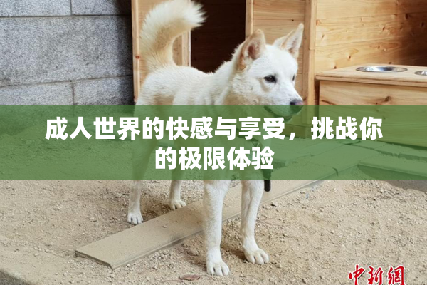 成人世界的快感与享受，挑战你的极限体验