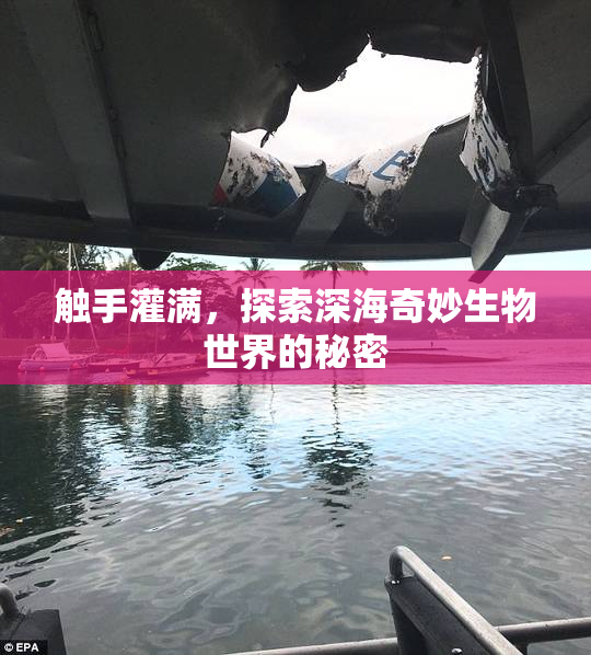 触手灌满，探索深海奇妙生物世界的秘密