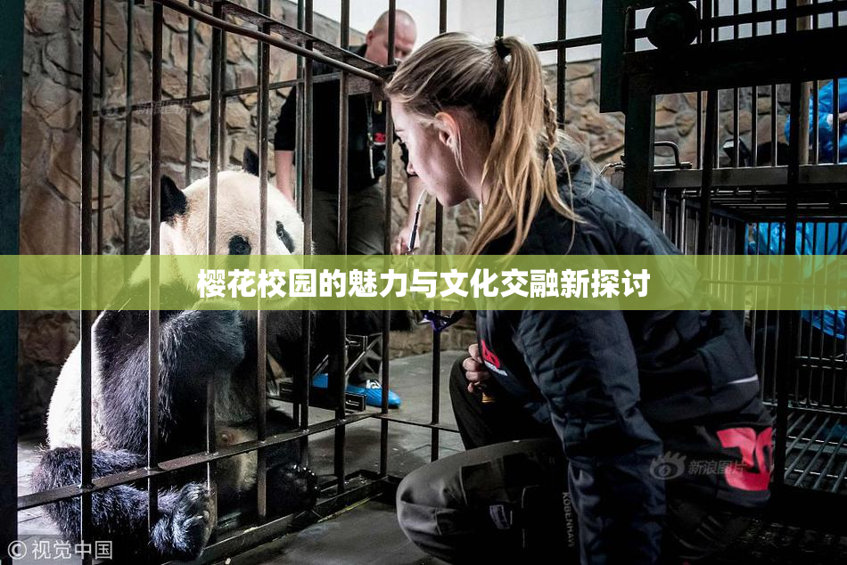 樱花校园的魅力与文化交融新探讨