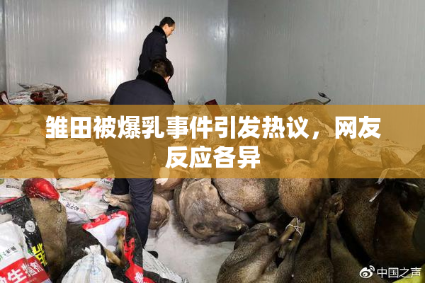 雏田被爆乳事件引发热议，网友反应各异
