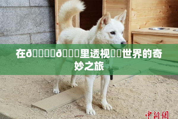 在🔞‌🍌里透视❌‌世界的奇妙之旅