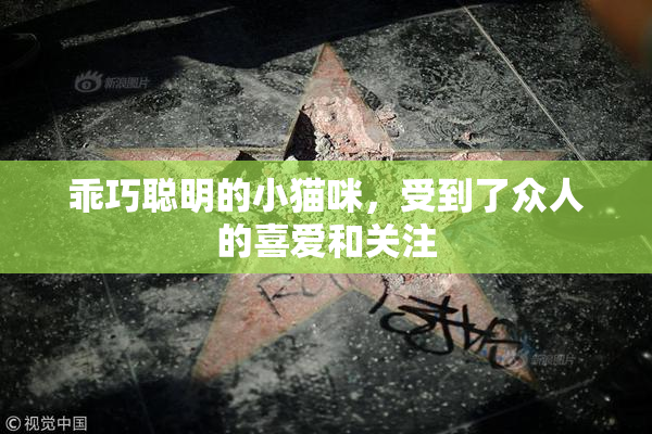 乖巧聪明的小猫咪，受到了众人的喜爱和关注