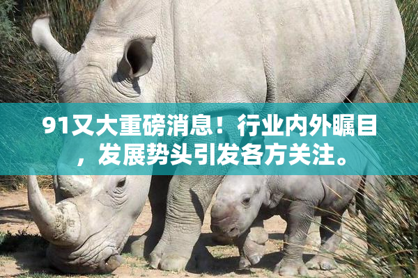 91又大重磅消息！行业内外瞩目，发展势头引发各方关注。