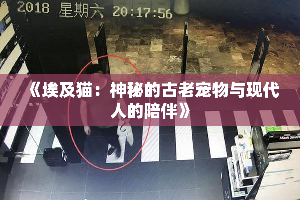 《埃及猫：神秘的古老宠物与现代人的陪伴》