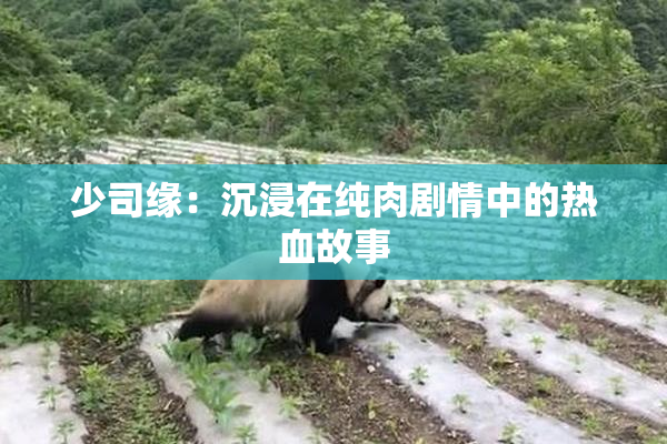 少司缘：沉浸在纯肉剧情中的热血故事