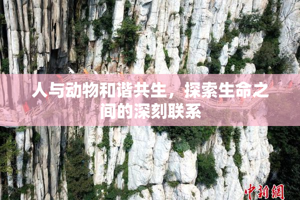人与动物和谐共生，探索生命之间的深刻联系