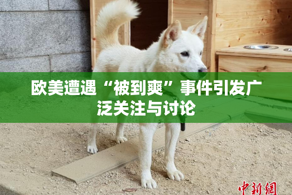欧美遭遇“被到爽”事件引发广泛关注与讨论