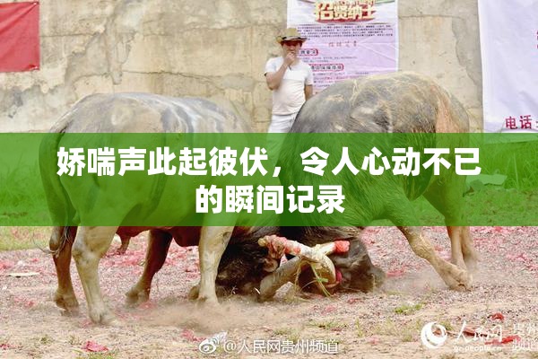 娇喘声此起彼伏，令人心动不已的瞬间记录