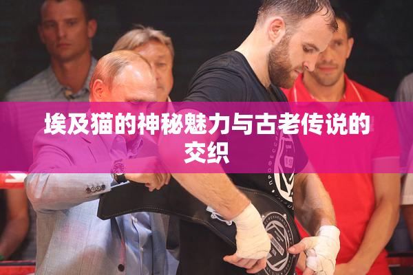 埃及猫的神秘魅力与古老传说的交织