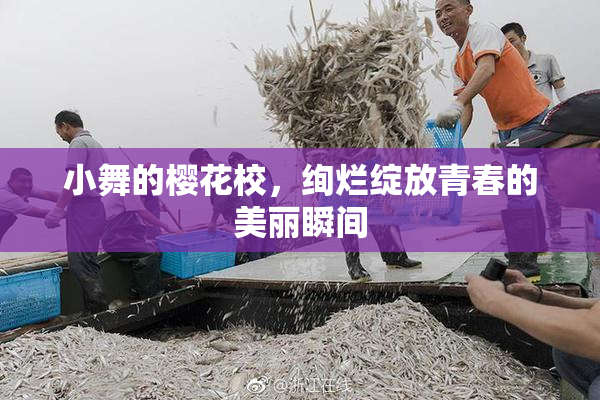 小舞的樱花校，绚烂绽放青春的美丽瞬间