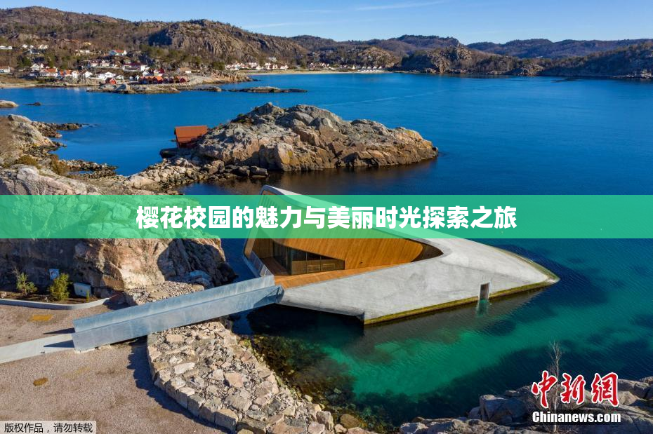 樱花校园的魅力与美丽时光探索之旅