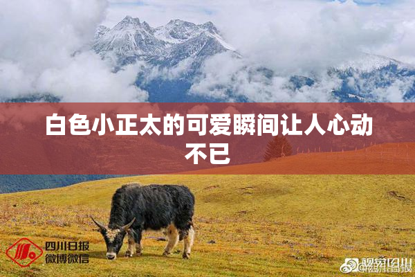 白色小正太的可爱瞬间让人心动不已