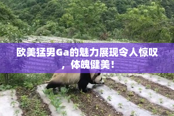 欧美猛男Ga的魅力展现令人惊叹，体魄健美！