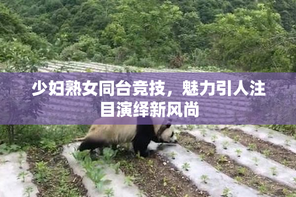 少妇熟女同台竞技，魅力引人注目演绎新风尚