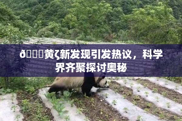 🔞黄ζ新发现引发热议，科学界齐聚探讨奥秘