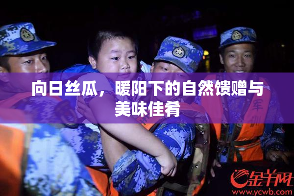 向日丝瓜，暖阳下的自然馈赠与美味佳肴