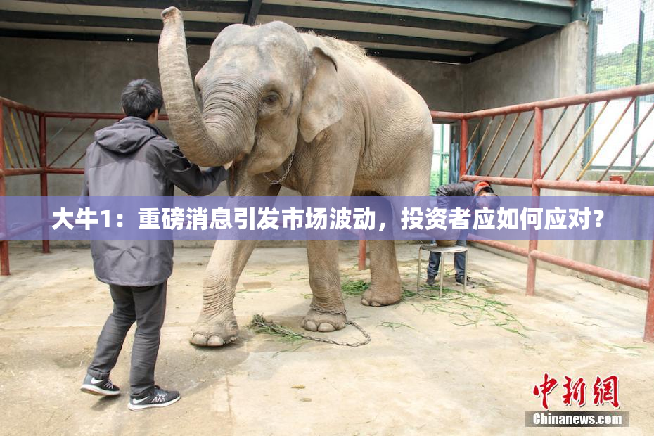 大牛1：重磅消息引发市场波动，投资者应如何应对？