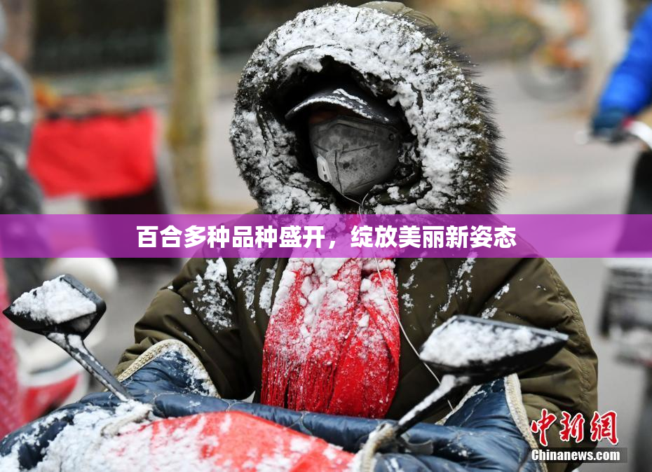 百合多种品种盛开，绽放美丽新姿态